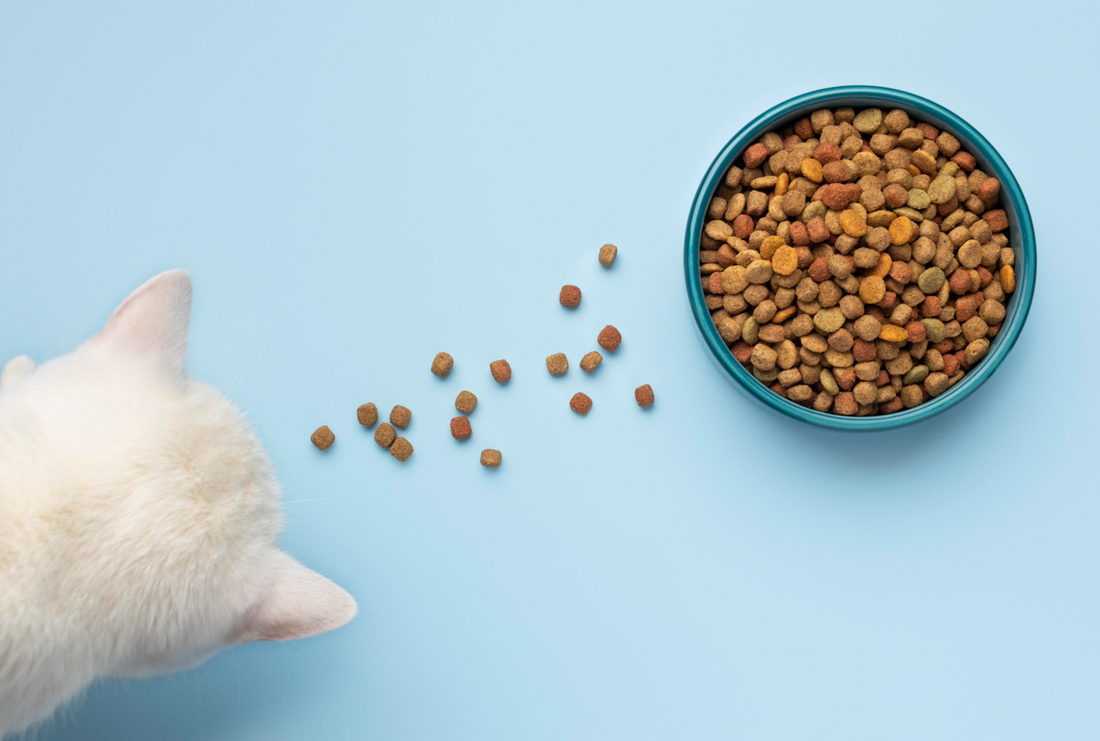 Best dry cat Food in Pakistan 