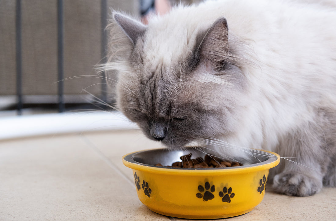 The Best Persian Cat Food: Nourish Your Cat's Health with Premium Nutrition