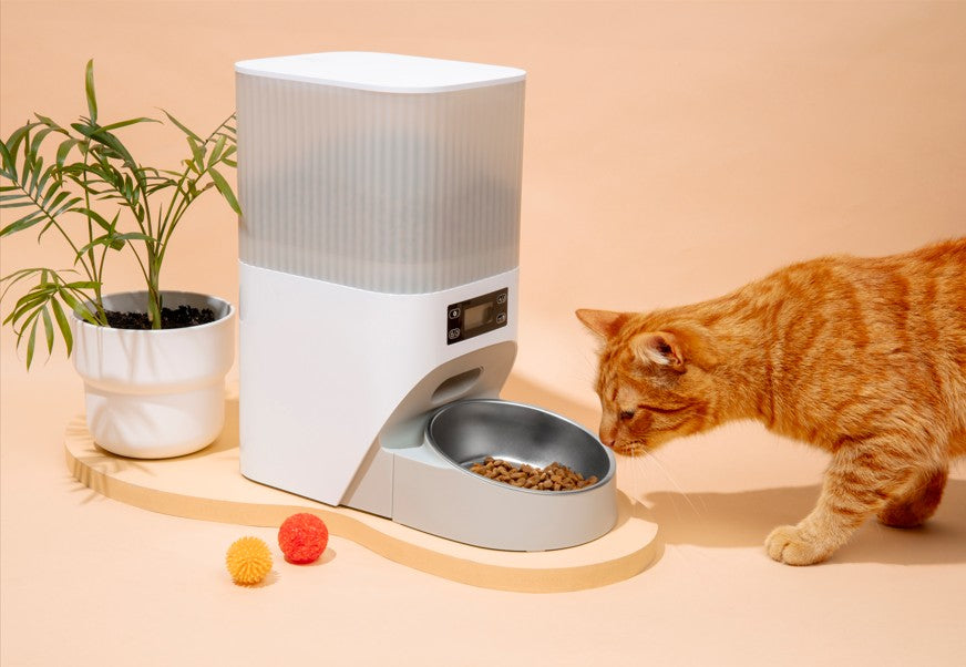 Paw & tail cat food best brand 